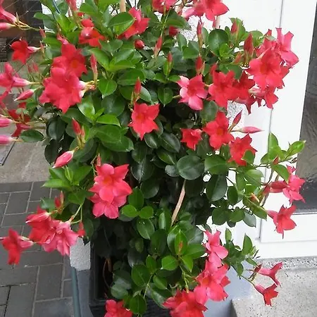 Helmis Appartement *